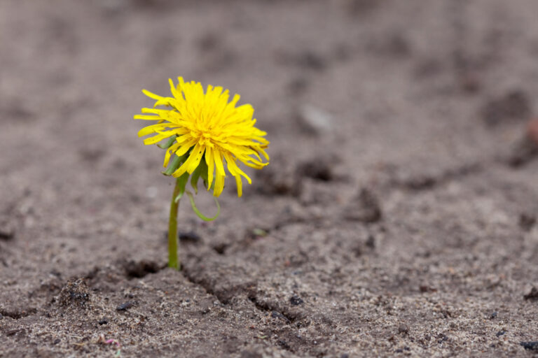 Small yellow flower blooming in a piece of broken concrete
