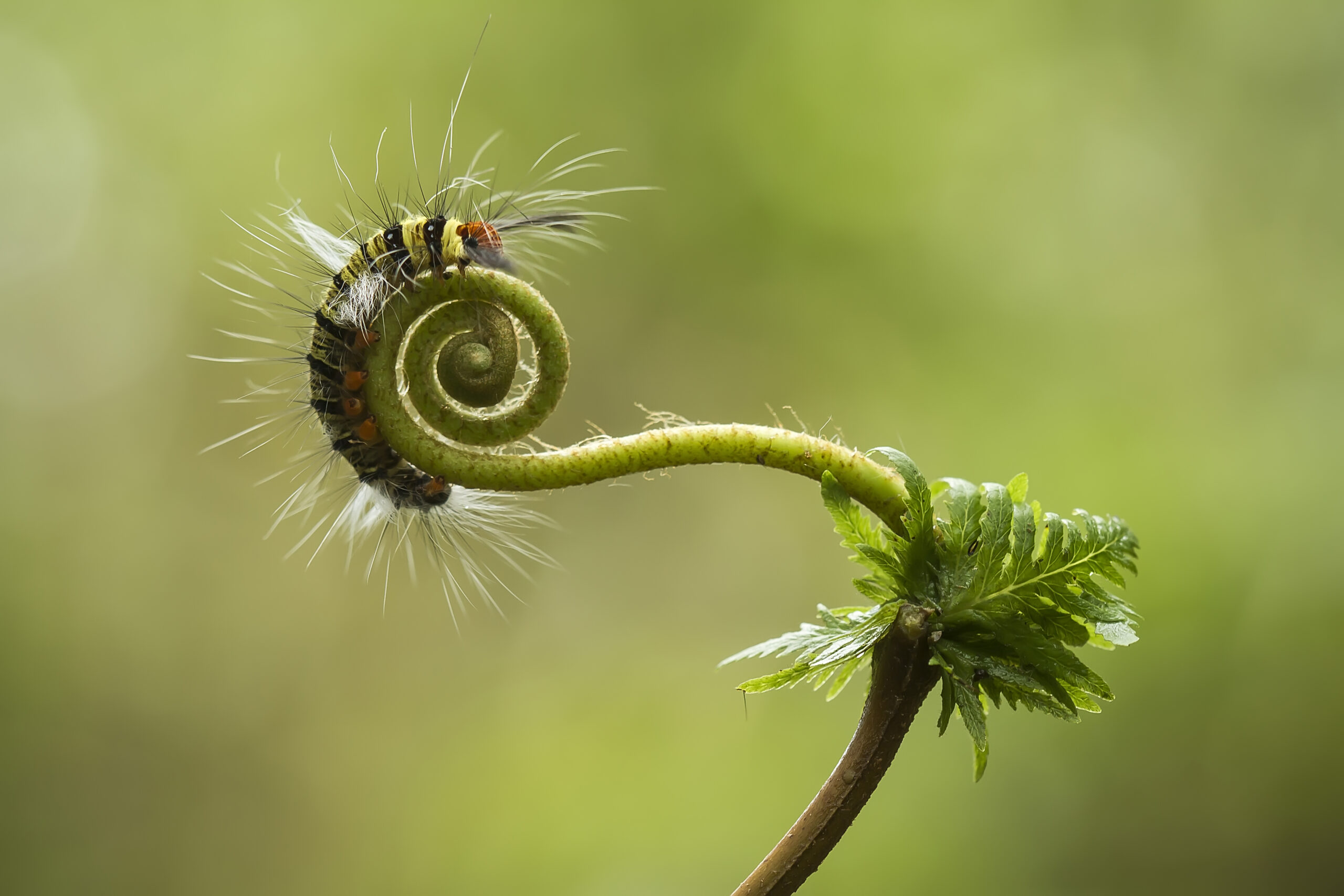 Caterpillar crawling over unfurling plant sprout