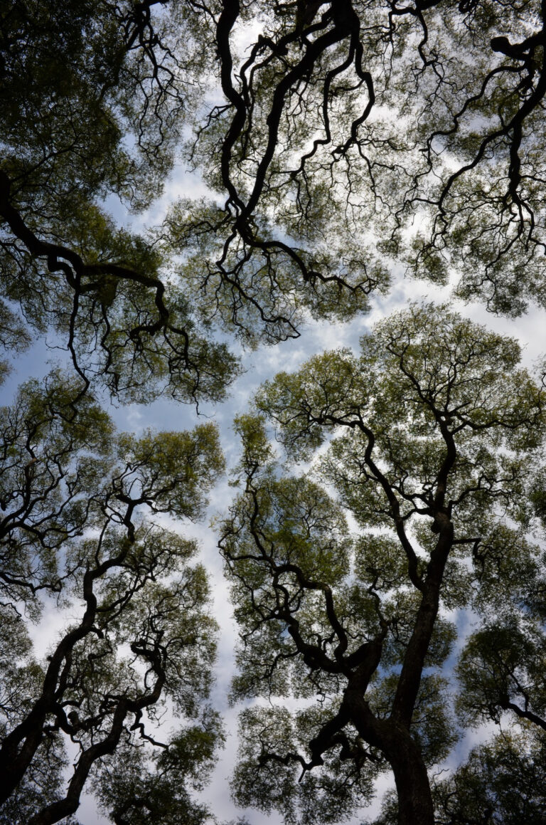Looking up at trees to see the pattern of the sky